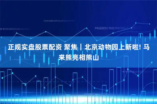 正规实盘股票配资 聚焦｜北京动物园上新啦! 马来熊亮相熊山